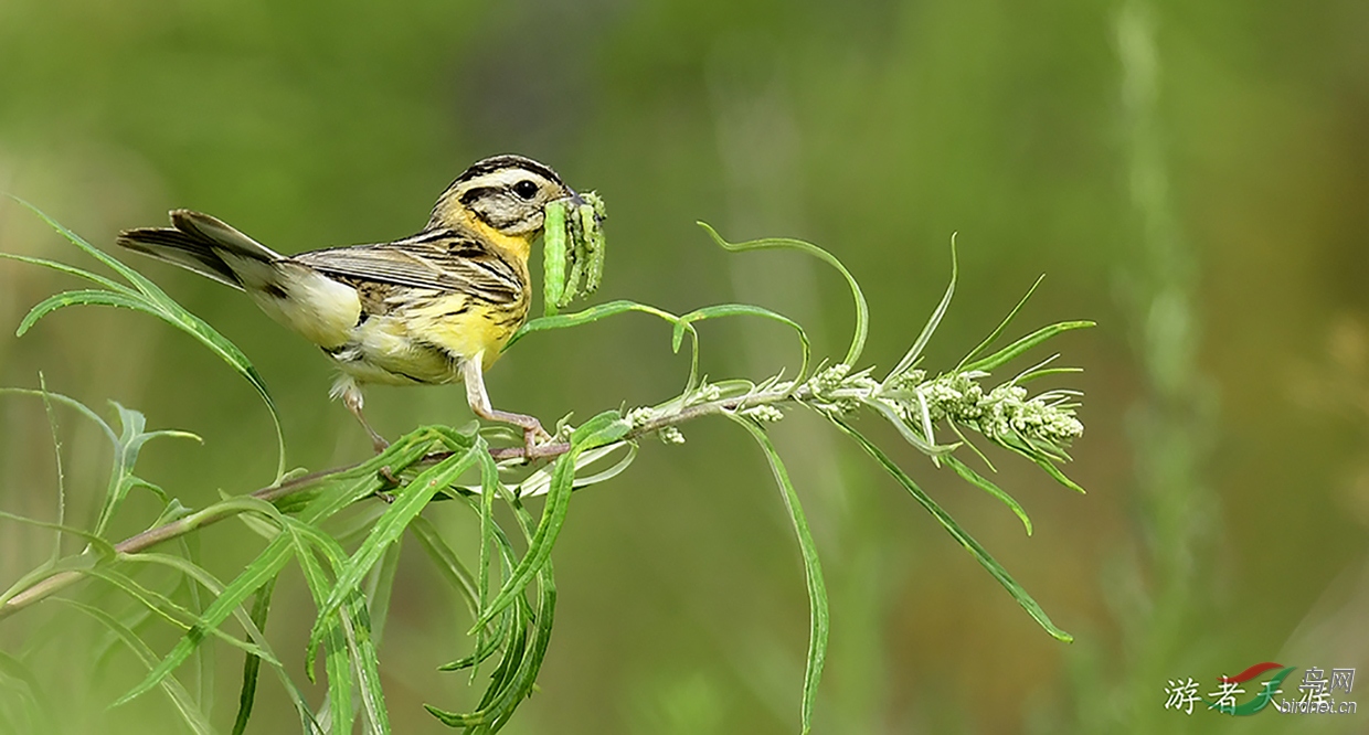 黄胸鹀—需要拯救的小鸟