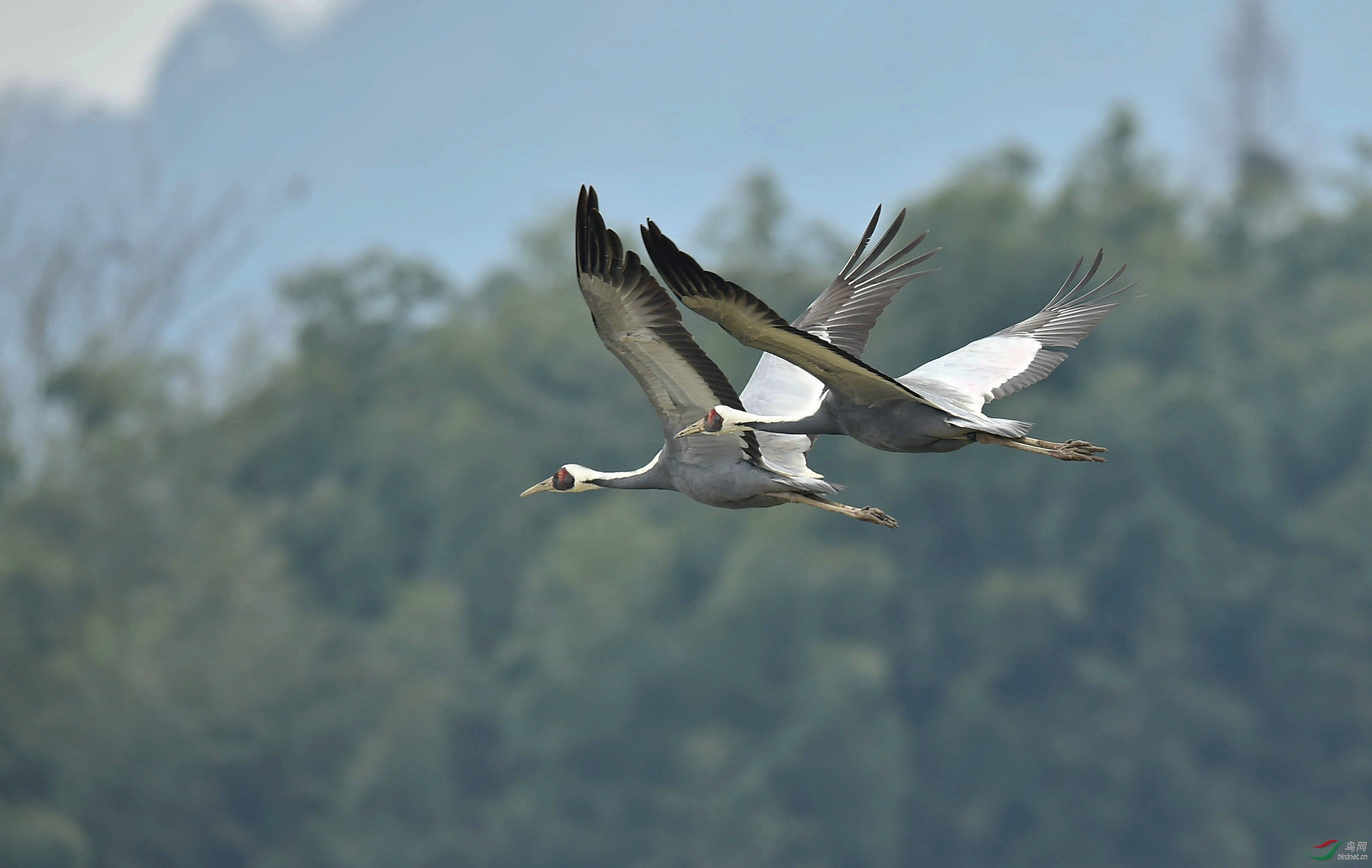 低飞的白枕鹤