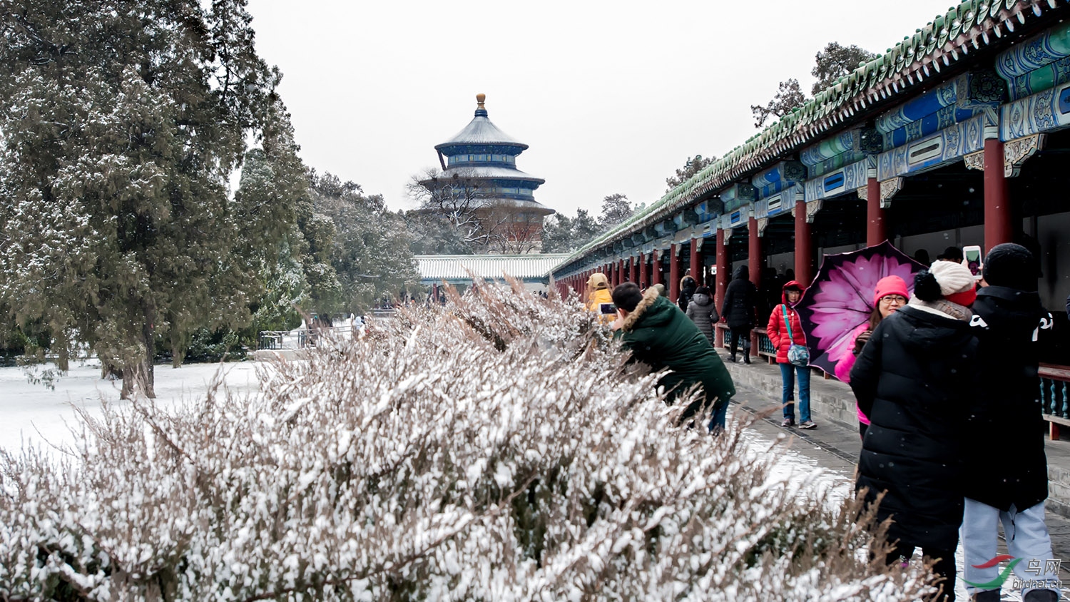 ��̳-����