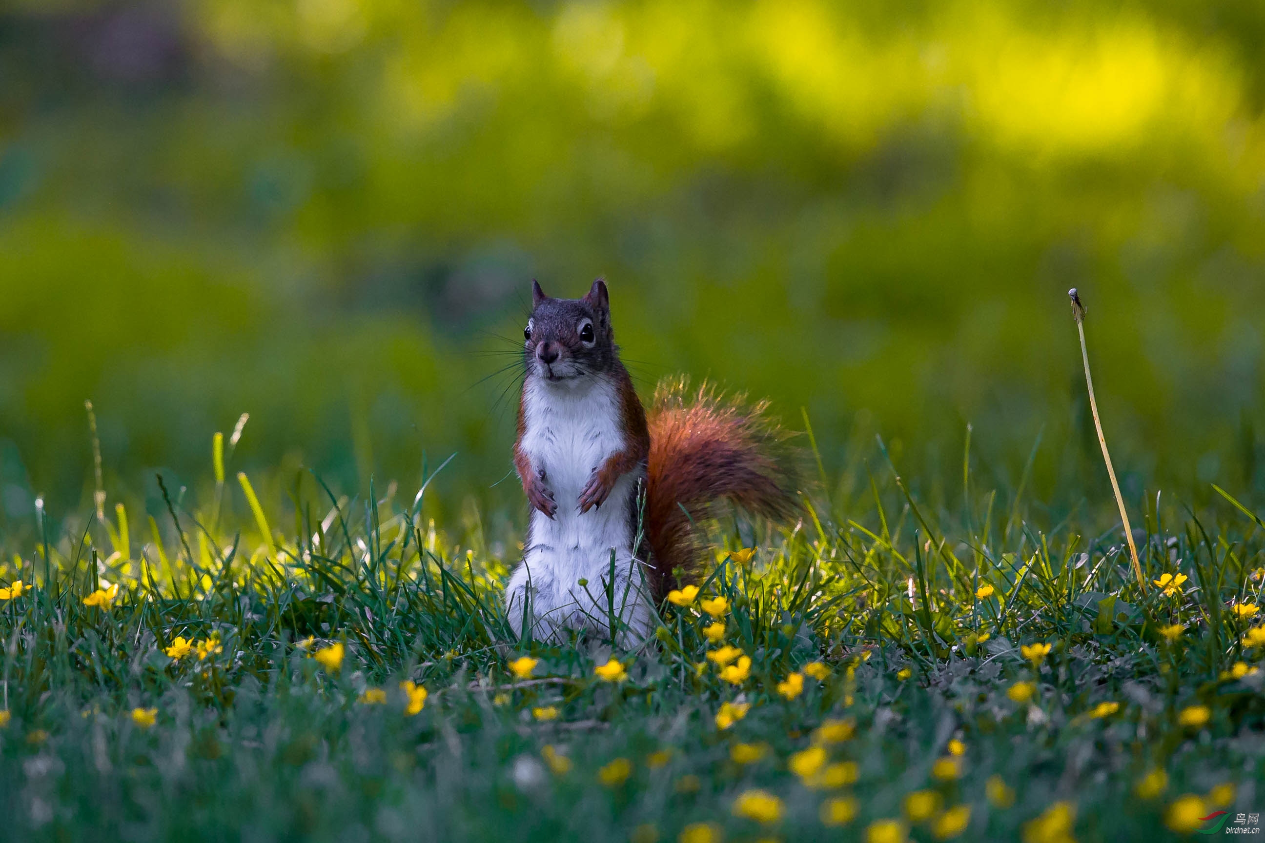 欧亚红松鼠.jpg