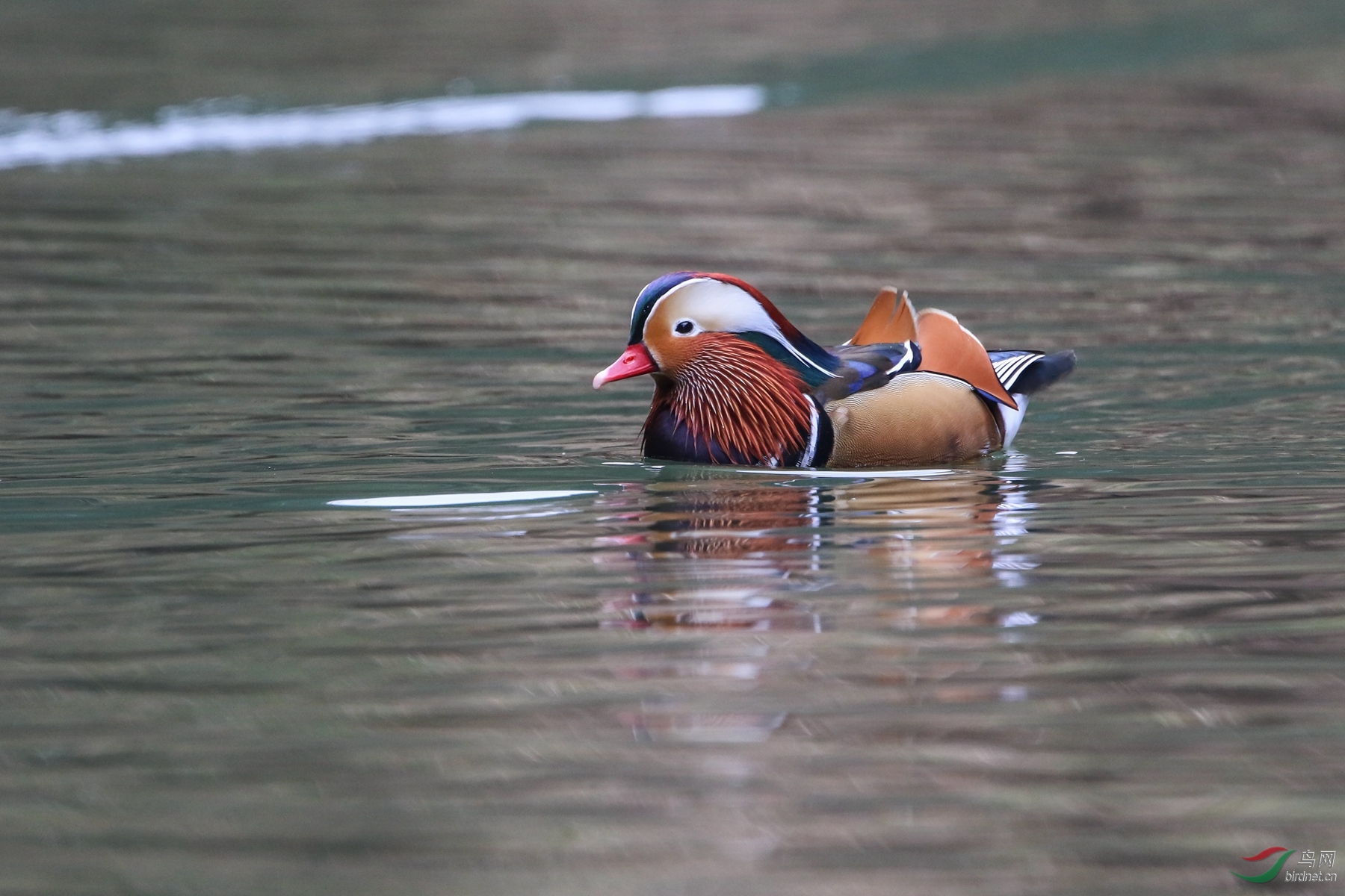 鸳鸯- 河南版 henan 鸟网