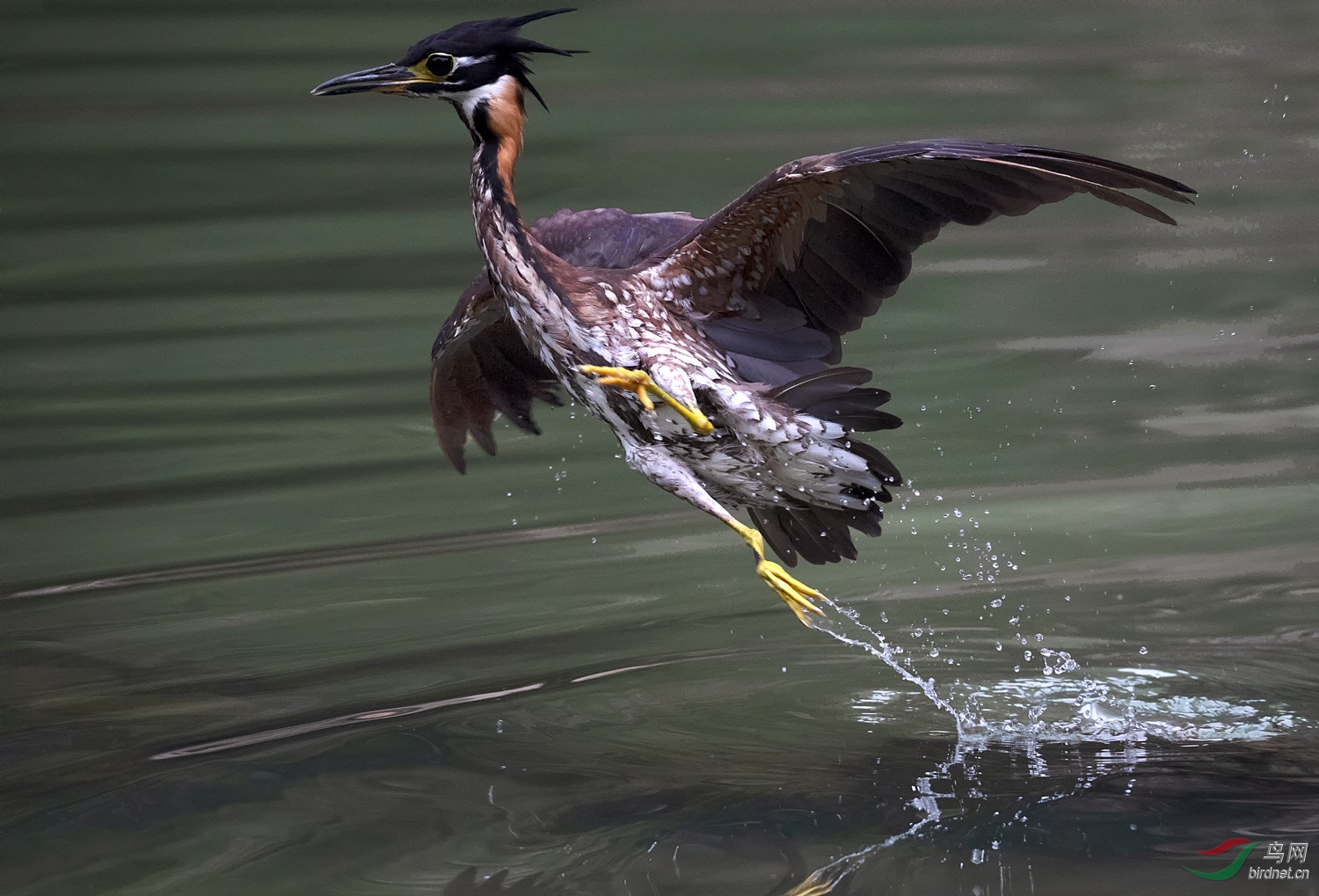 世界上最神秘的鸟---海南虎斑鳽(恭贺荣获首页鸟类精华!