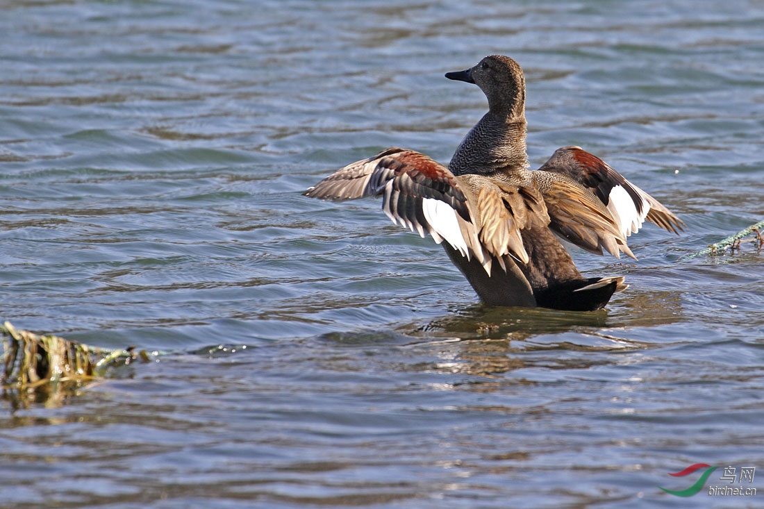 赤膀鸭水中起舞分享
