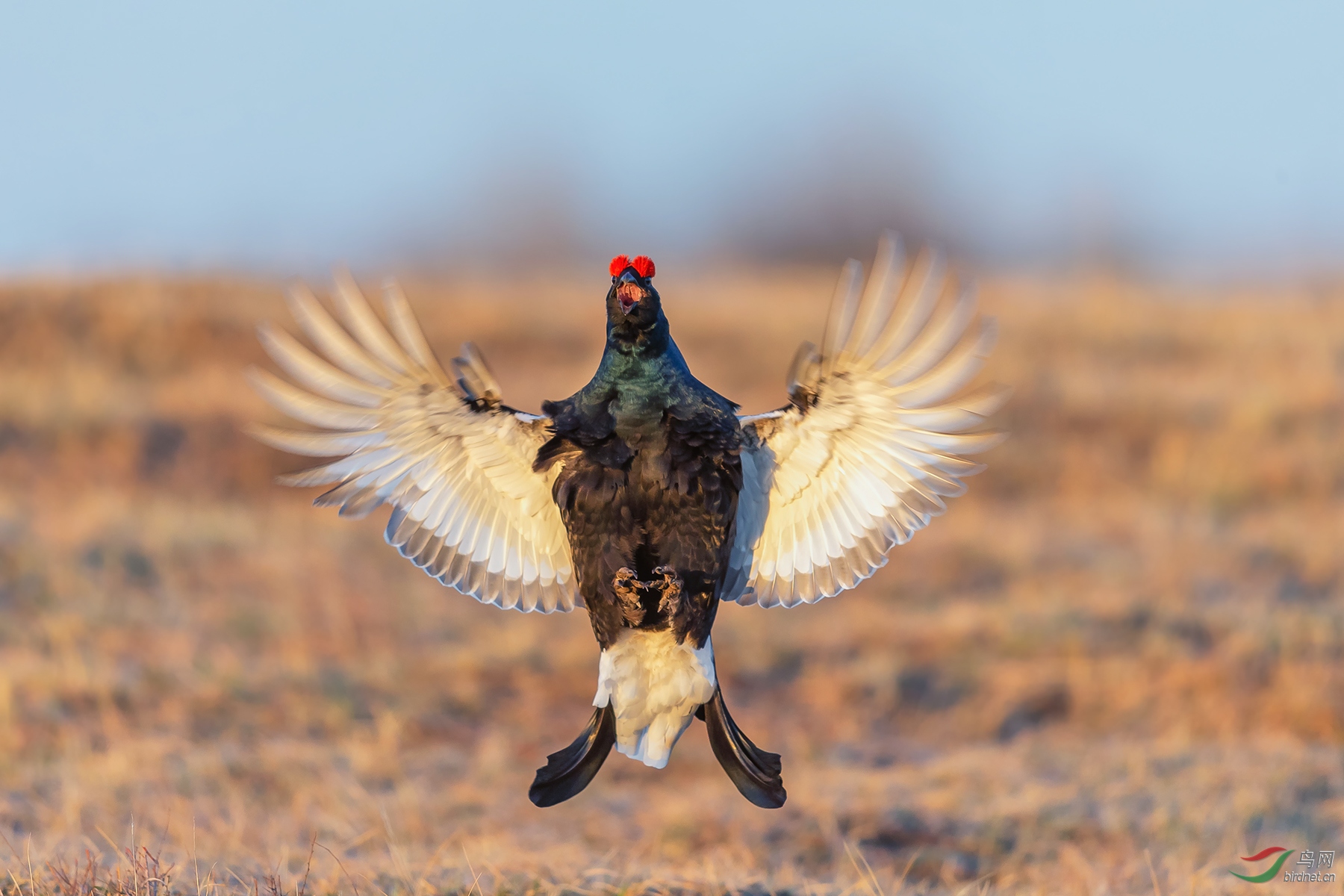 飞鸡贺获首页精华