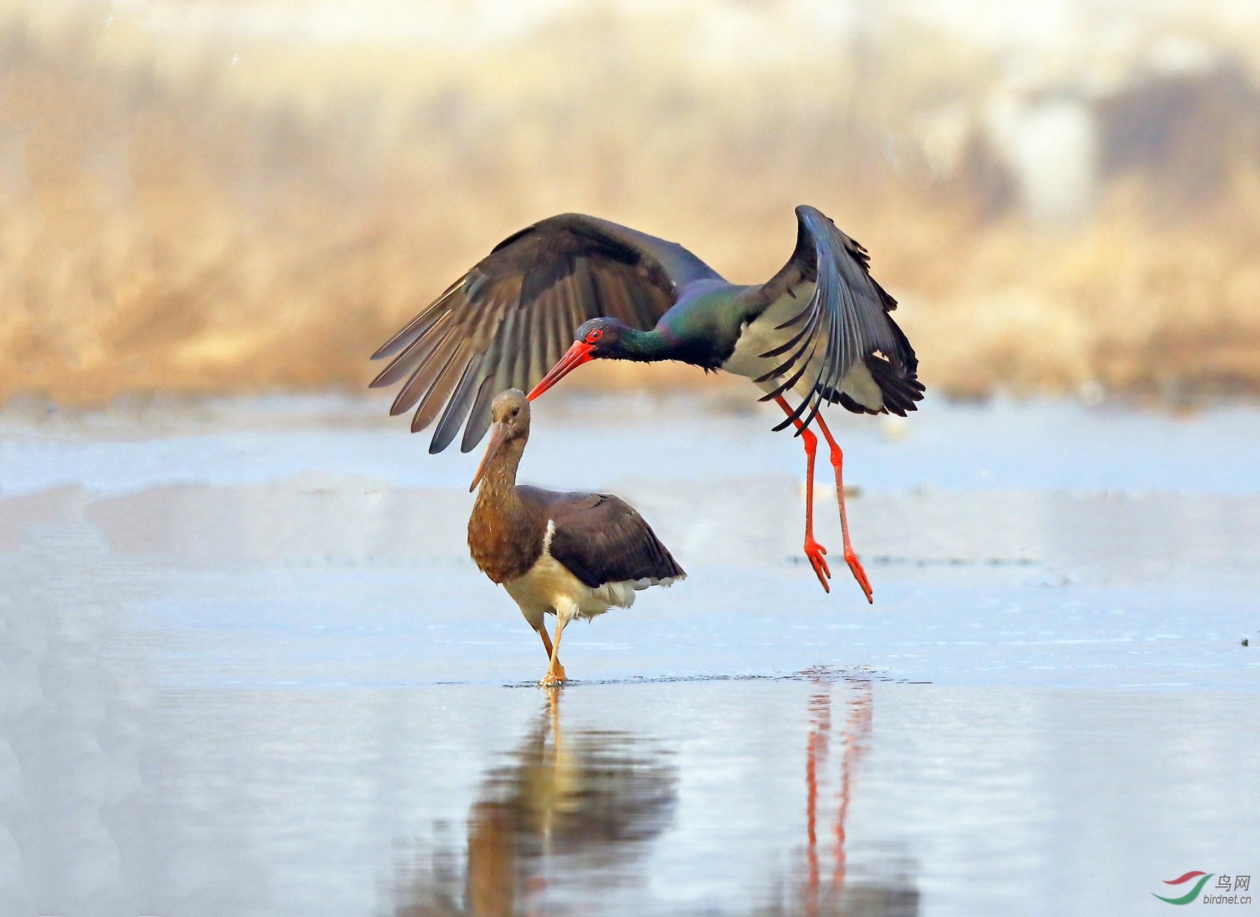 CI5A2144 - ����.JPG