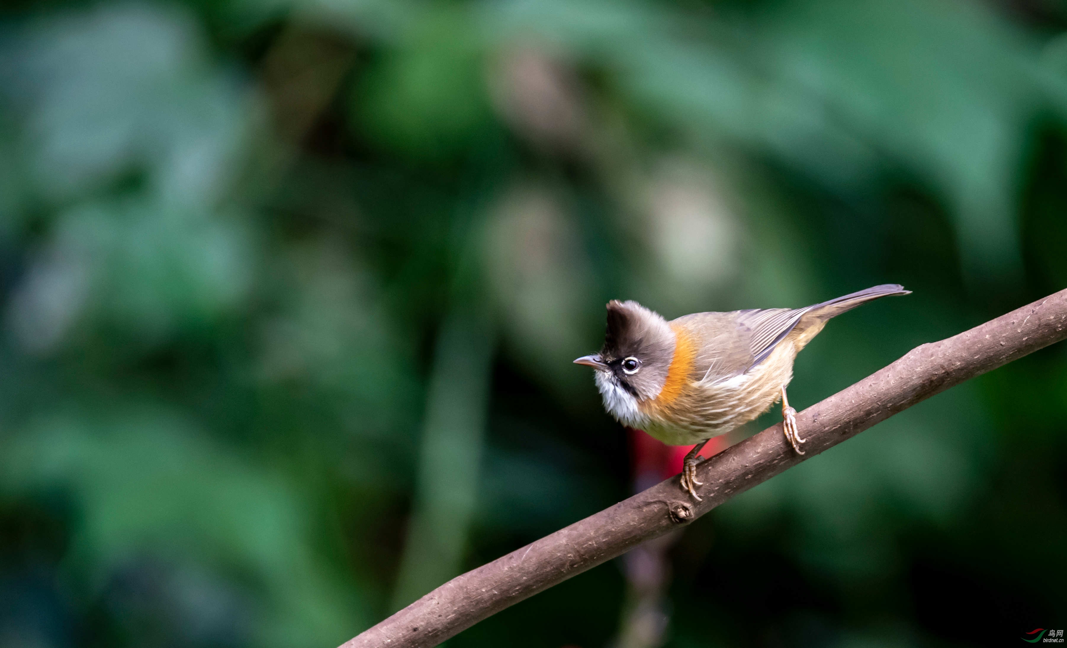 黄颈凤鹛 - 第2页 - 云南版 yunnan 鸟网