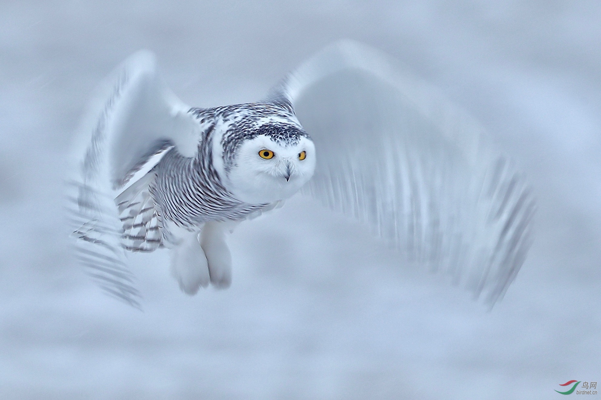 慢门雪鸮-1 (2).jpg