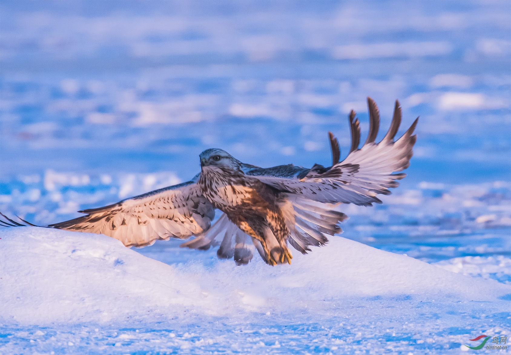 ��ϼӳѩ˶��