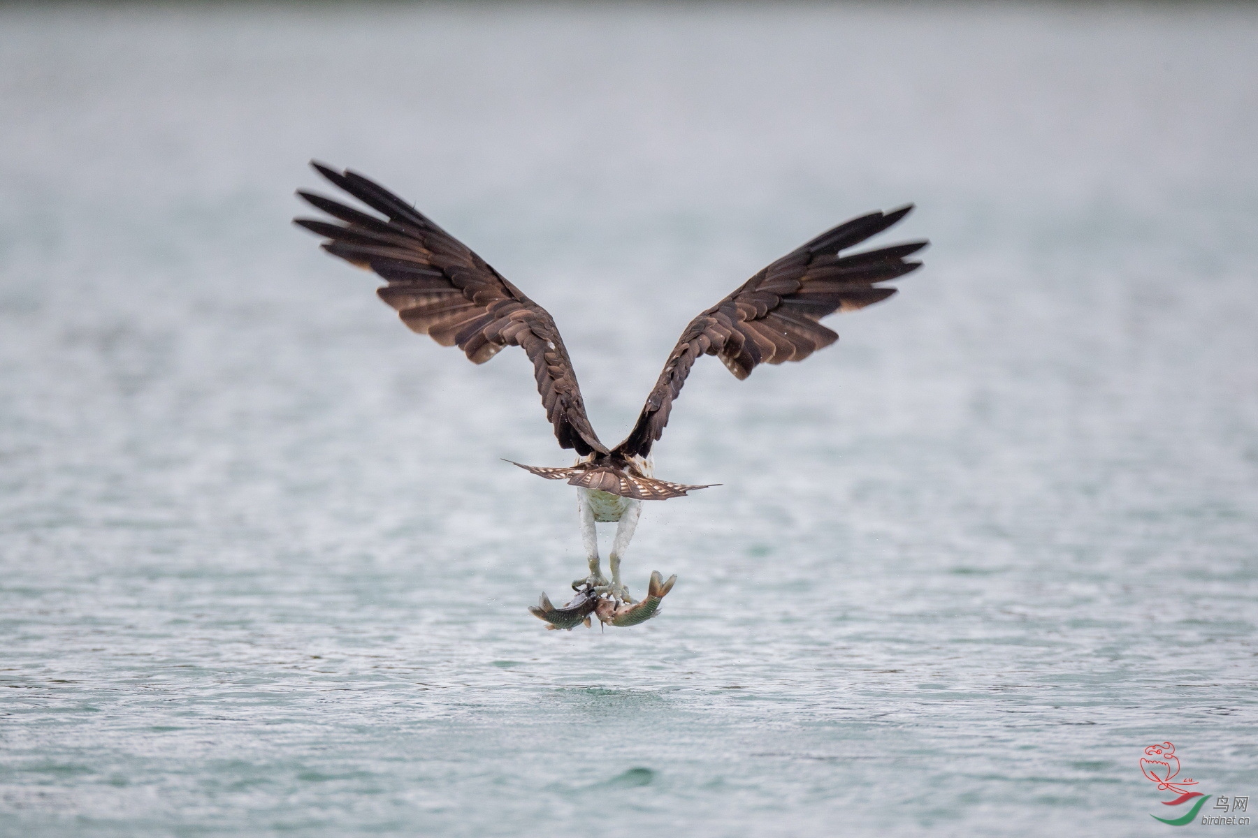 背影- 猛禽版 鸟网