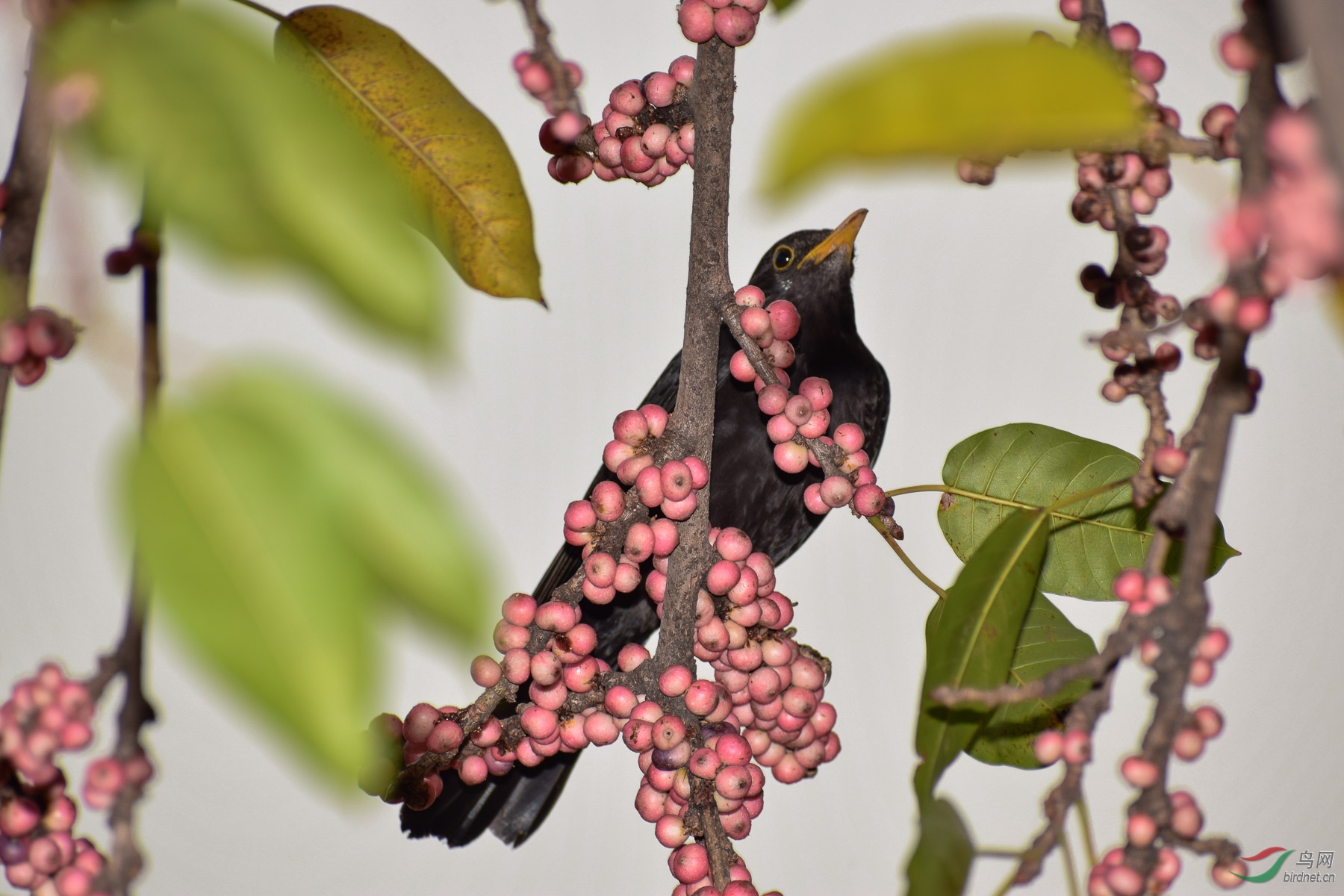 DSC_4276-2.jpg