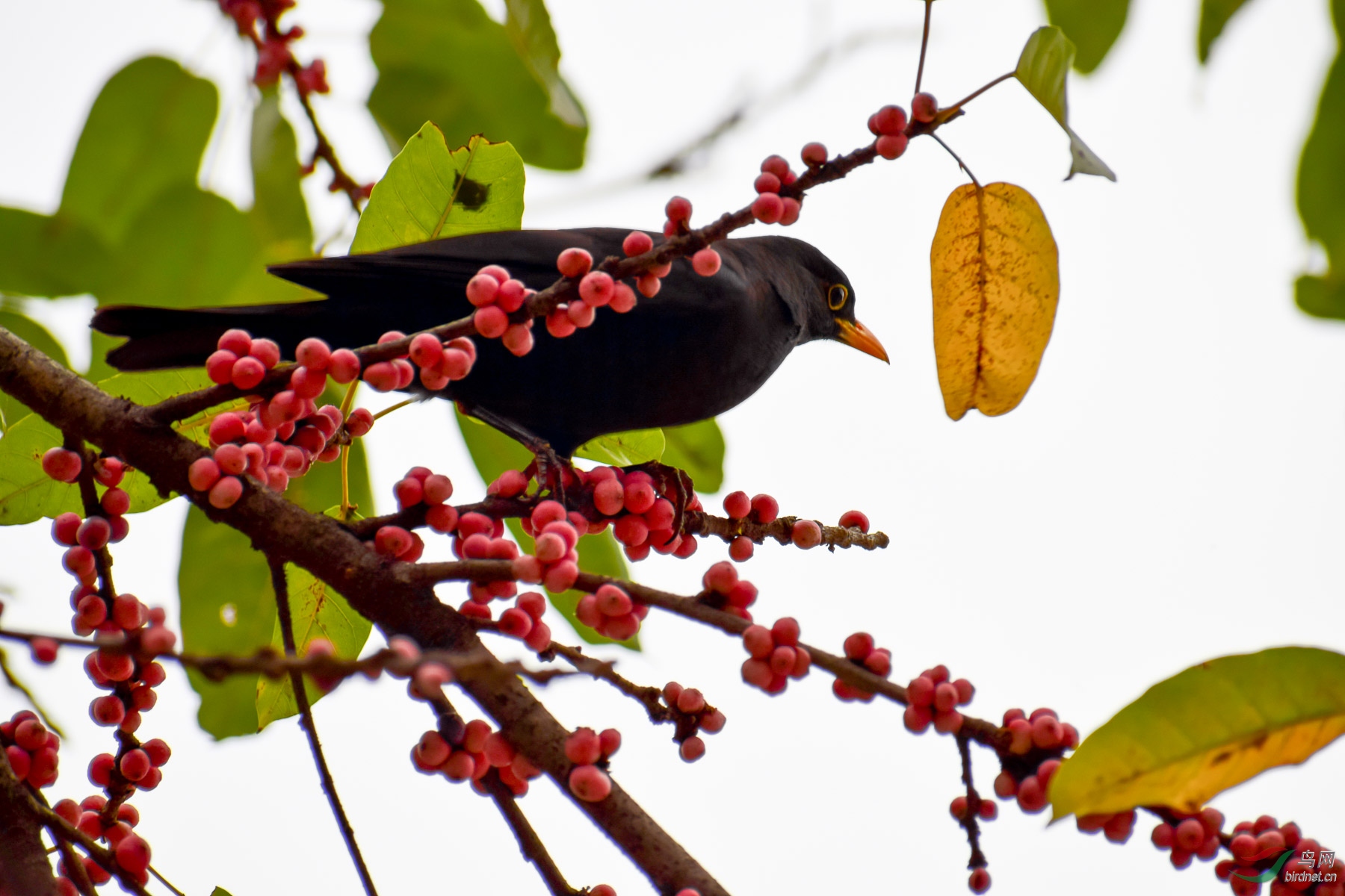 DSC_4277-2.jpg