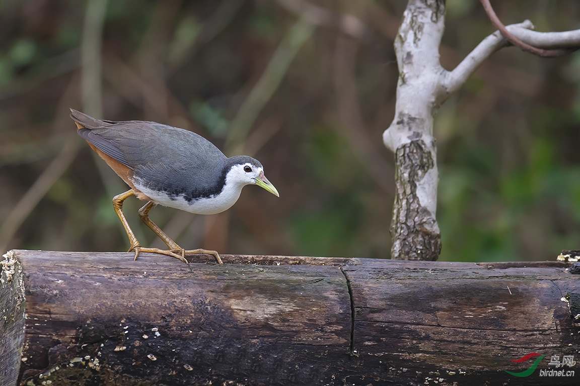 DSC_p8457.jpg