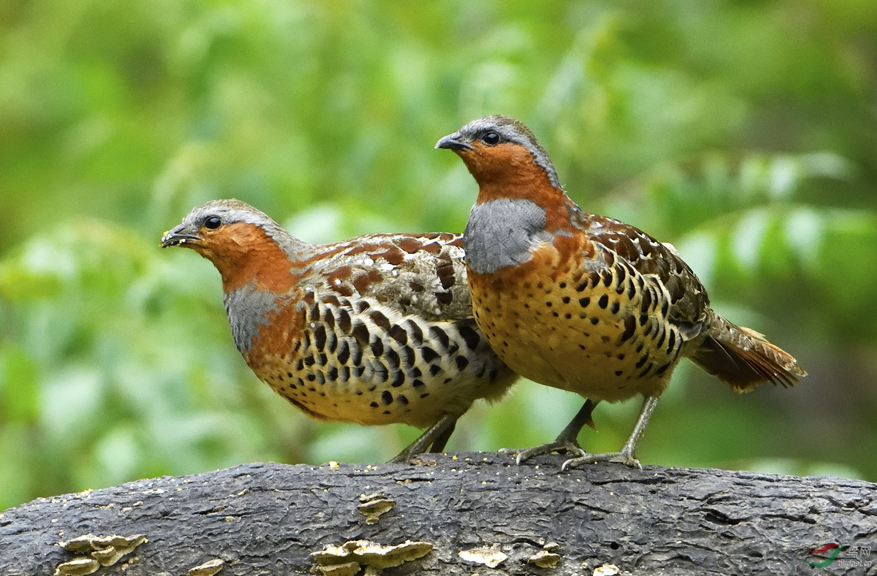 ������ .jpg