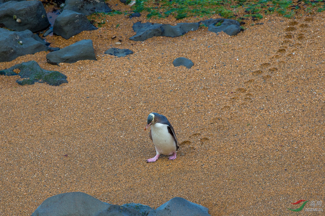 ҡҡ�ڰ��߹�ɳ̲