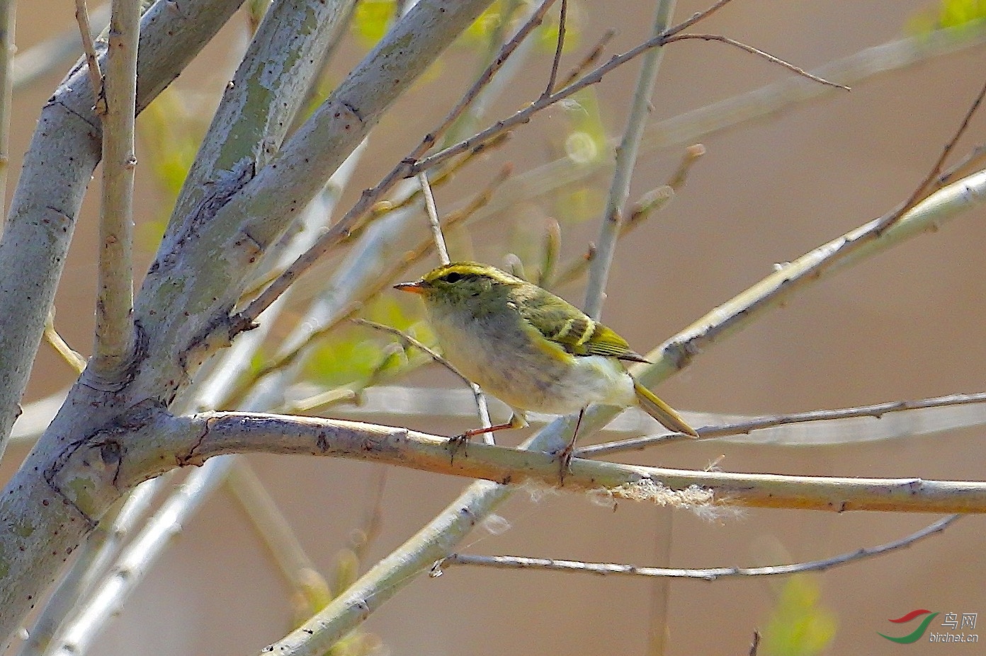 [林鸟] 小小鸟--黄腰柳莺