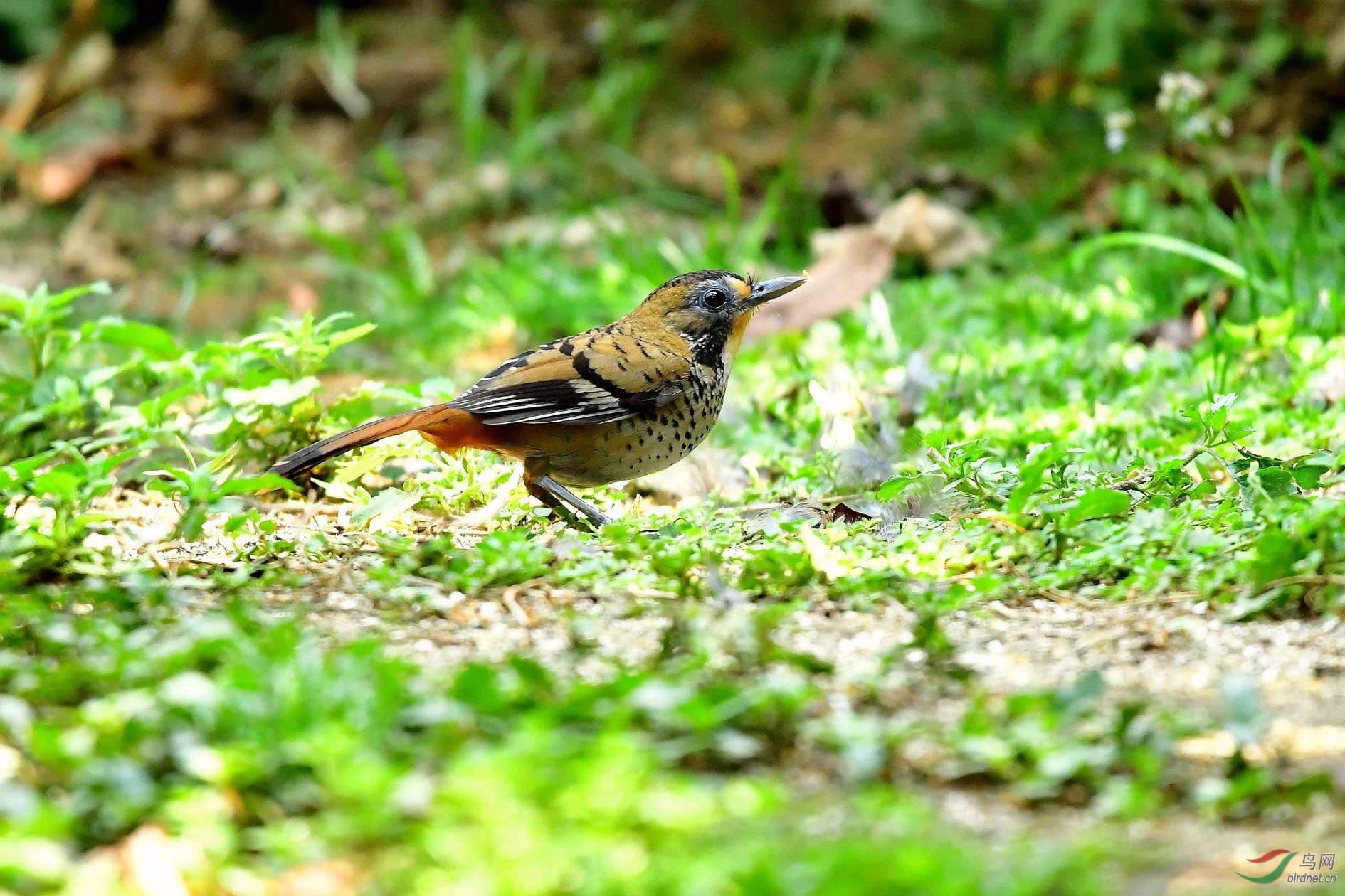 DSC_5435_����.jpg