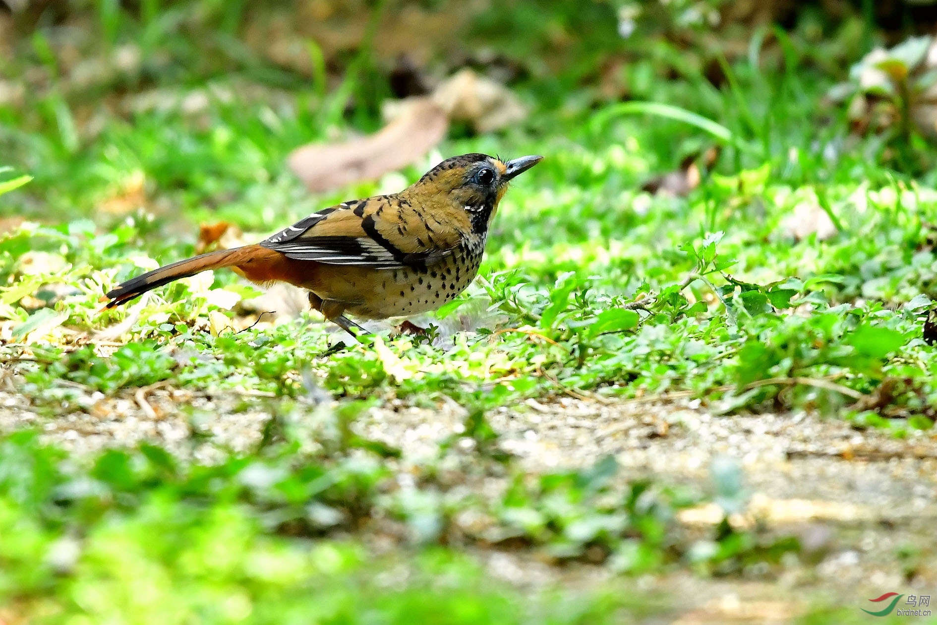 DSC_5455_����.jpg