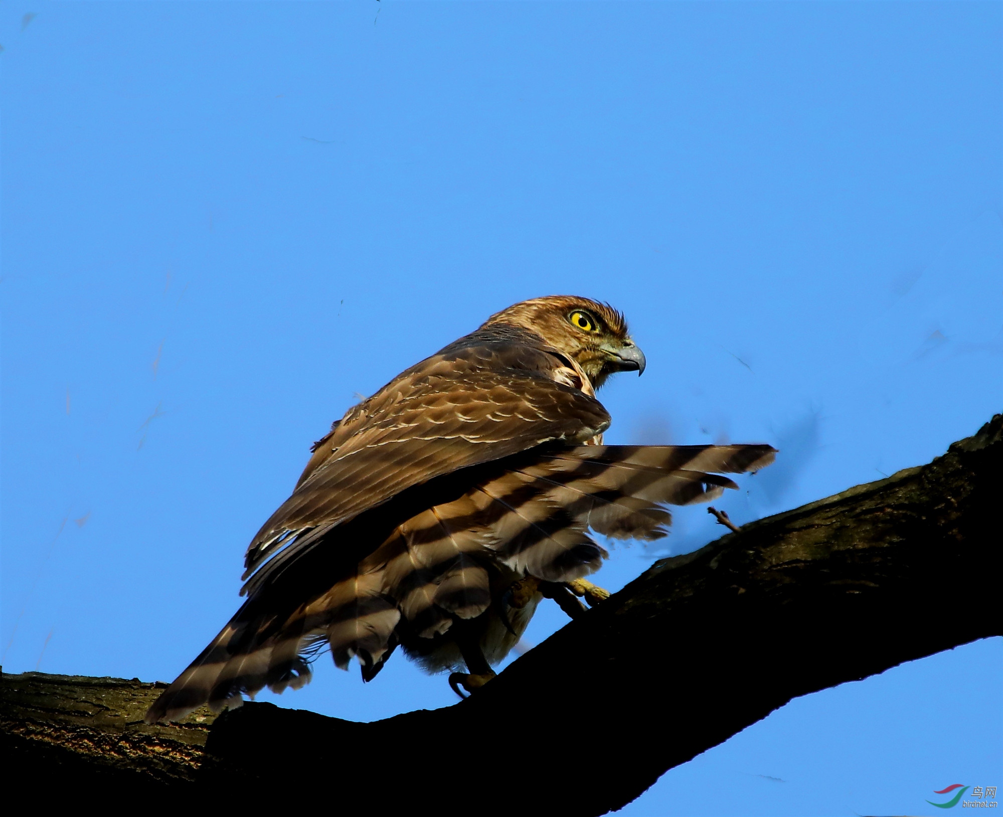 ��Ϫʪ�ط�ͷӥ1