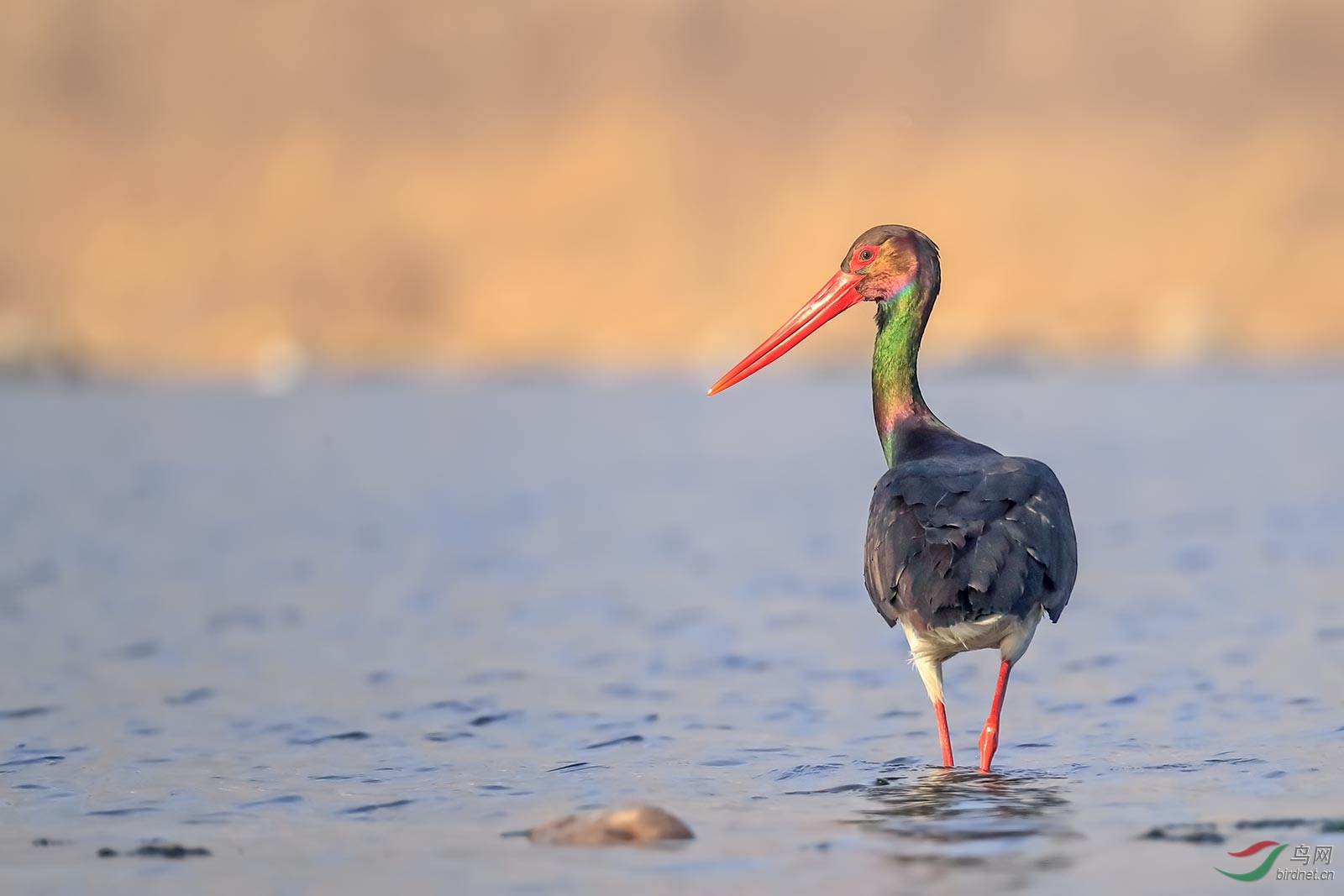 85DC2C26-E755-45AD-9397-0E16DC5D79D9.jpeg