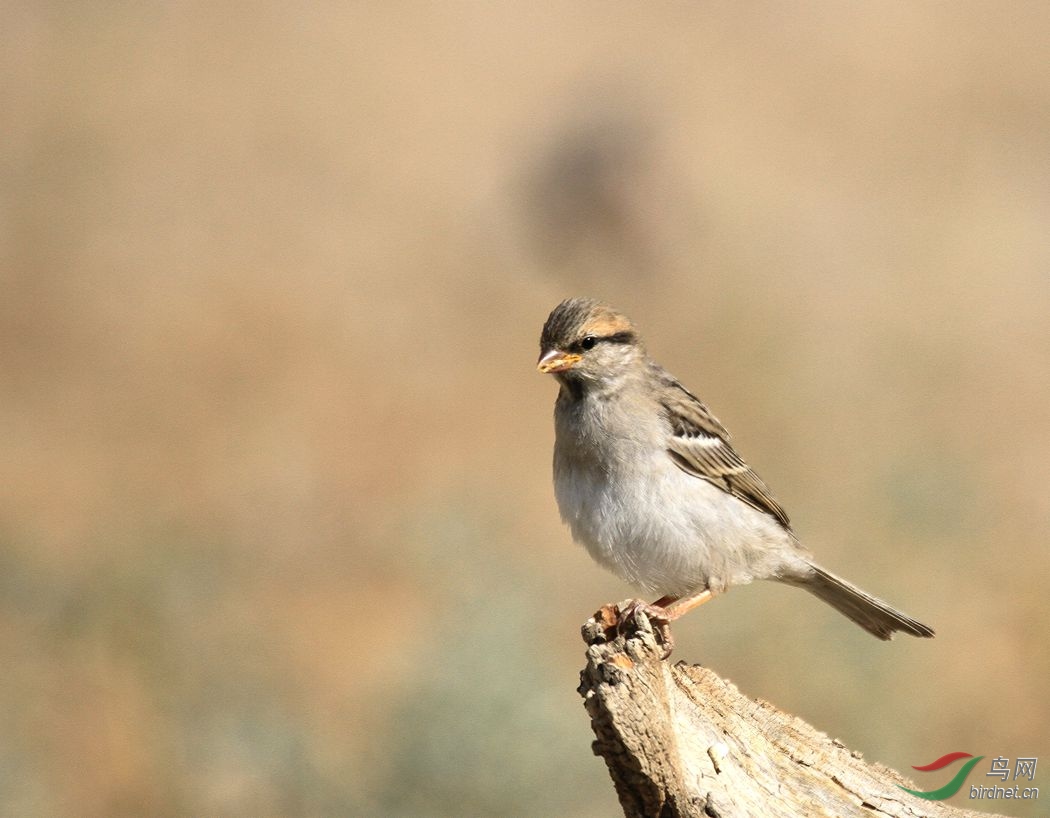 黑顶麻雀 - 新疆版 xinjiang 鸟网