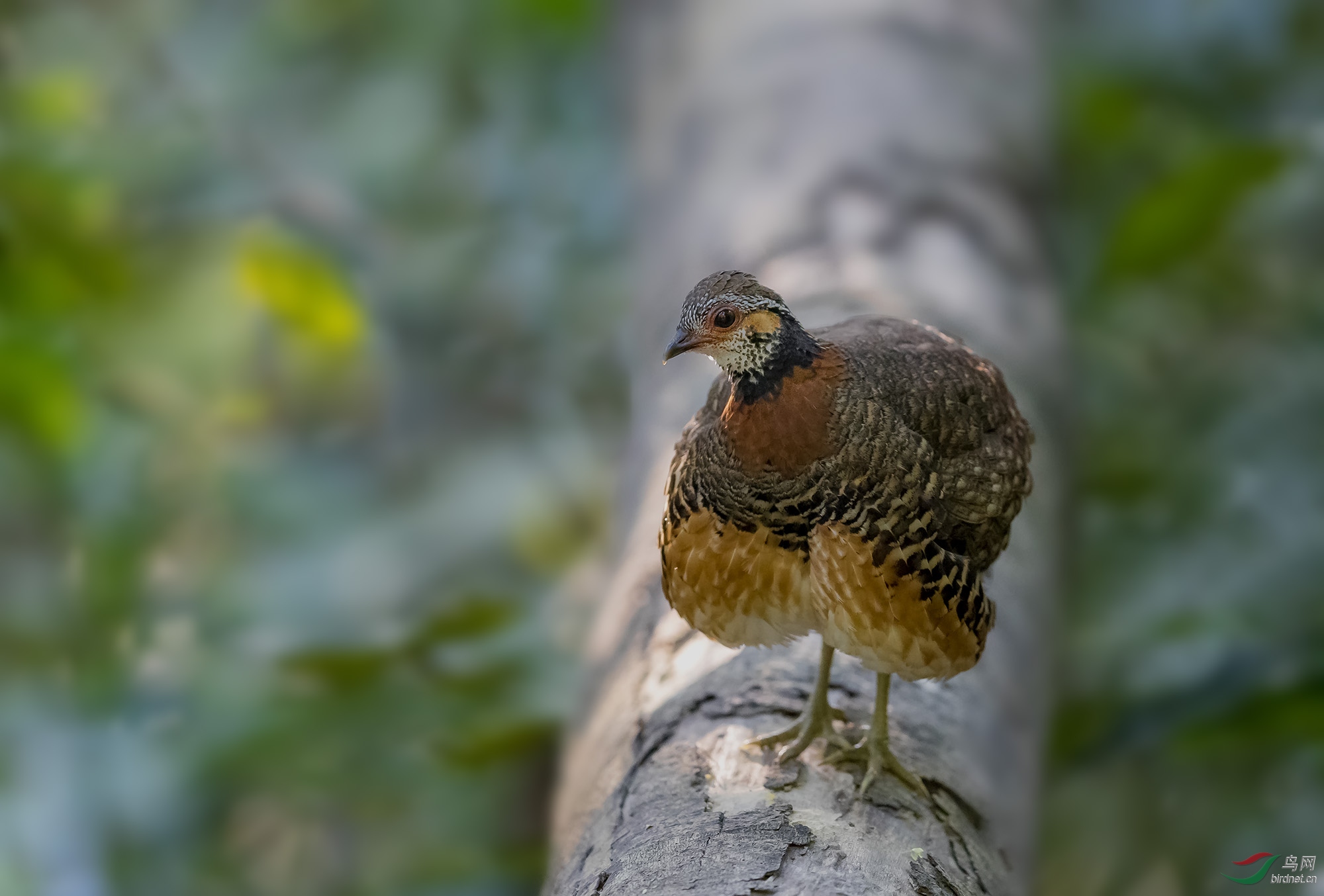 爽一下——栗胸山鹧鸪