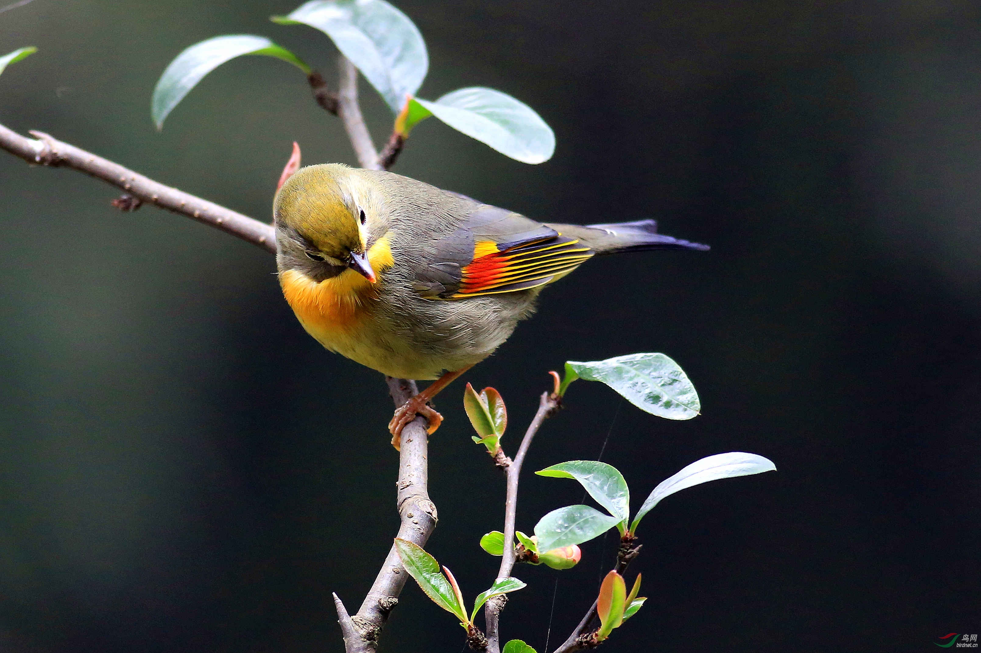 红嘴相思鸟 - 广西版 guangxi 鸟网
