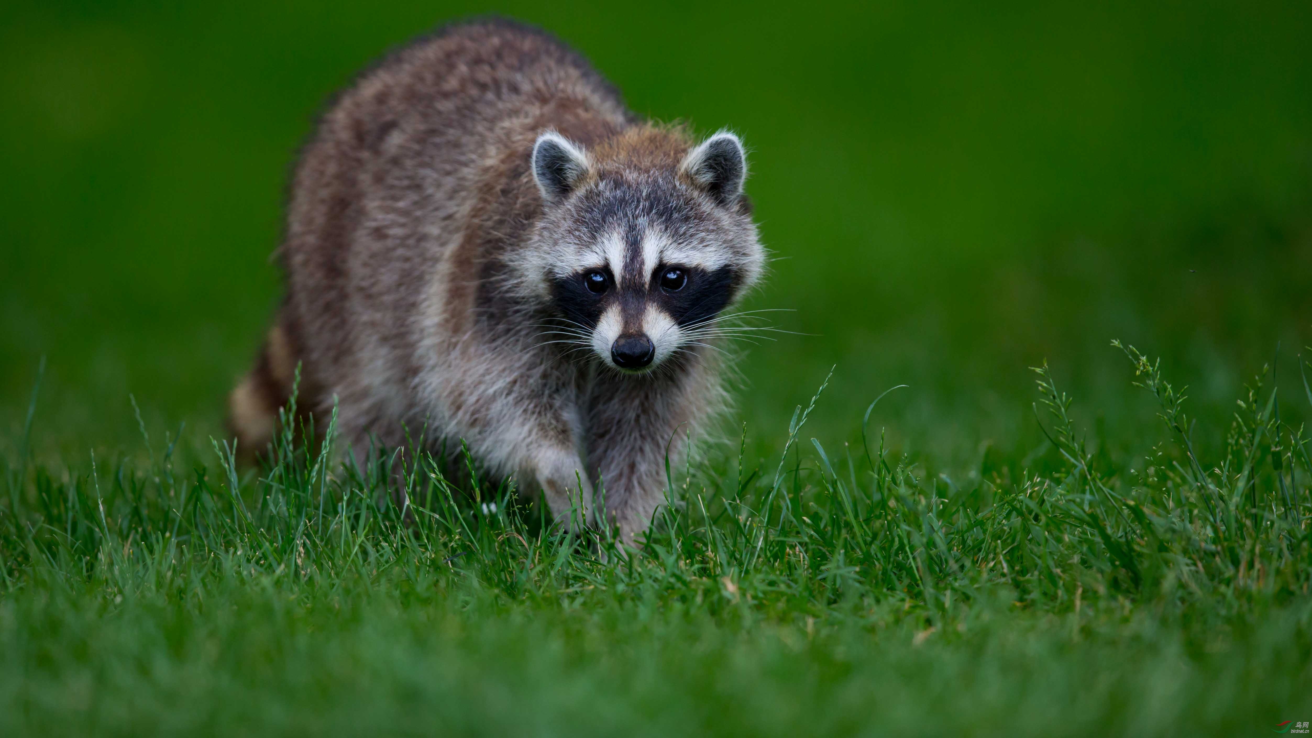 本帖最后由 小小刚刚 于 2019-2-16 21:18 编辑  淘帖0 点赞4 微信