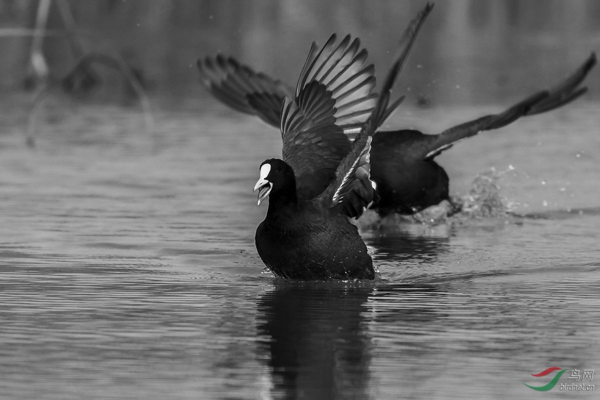IMG_1630-0.jpg