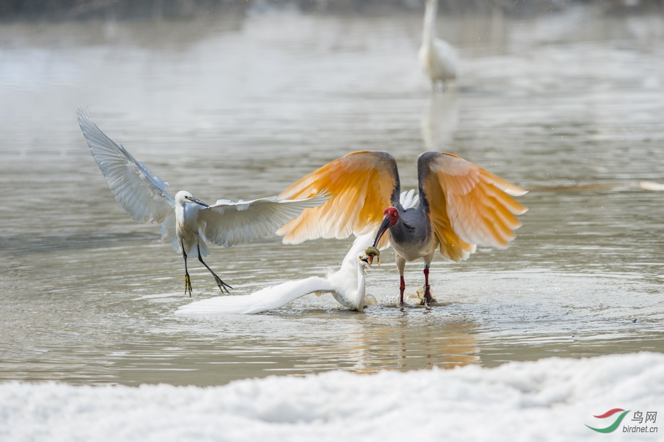 掠夺者 - 尼康专栏 鸟网