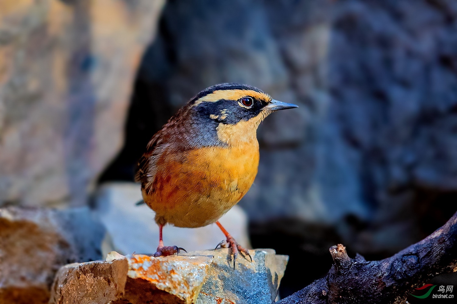 棕眉山岩鹨 - 天津版 tianjin 鸟网