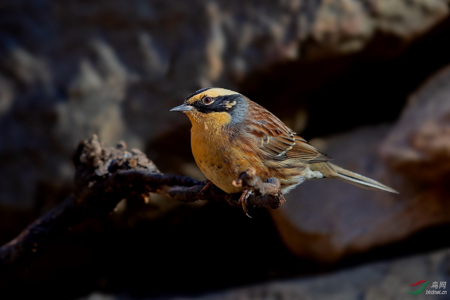 棕眉山岩鹨 - 天津版 tianjin 鸟网