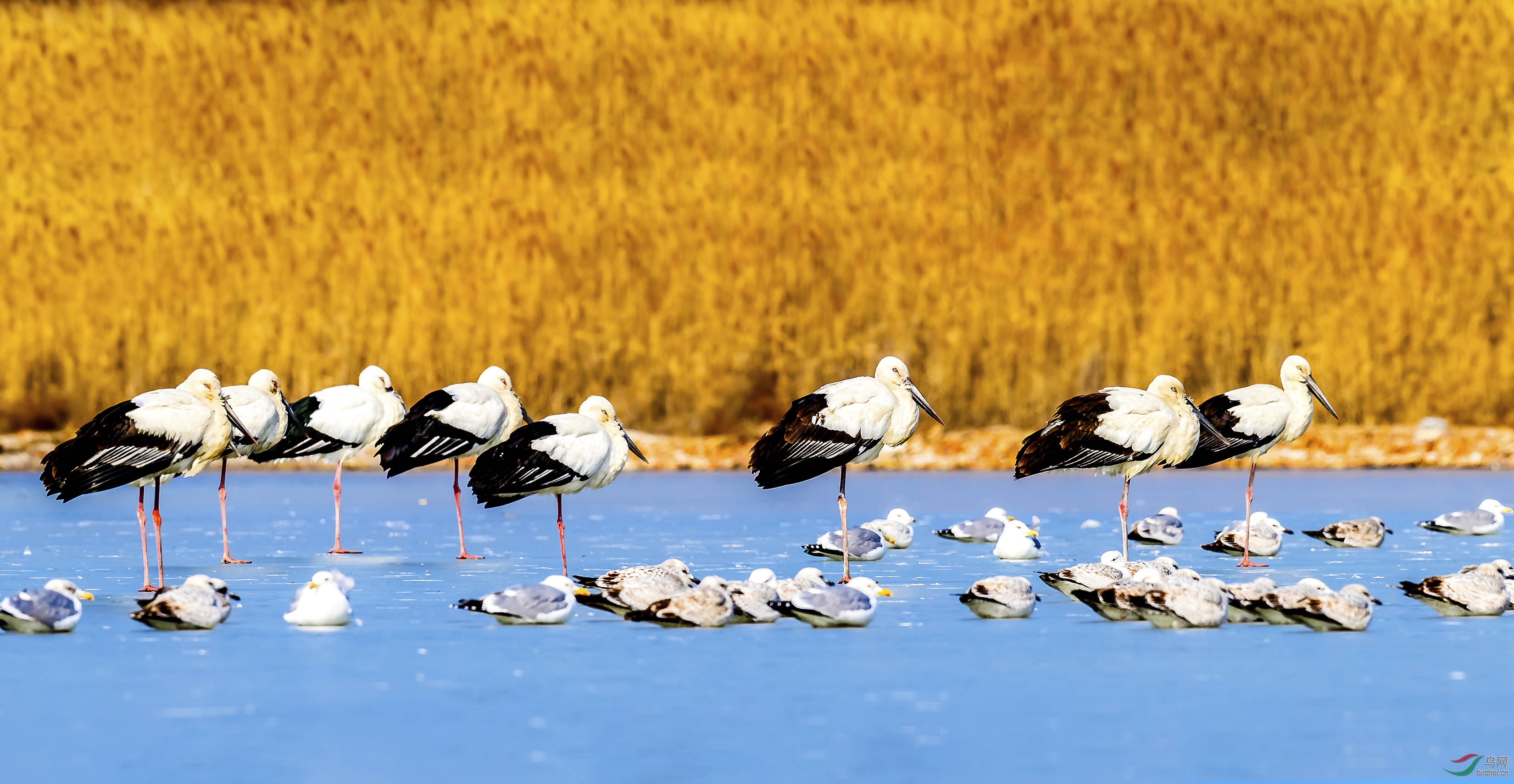 和平共处(白鹳与海鸥)