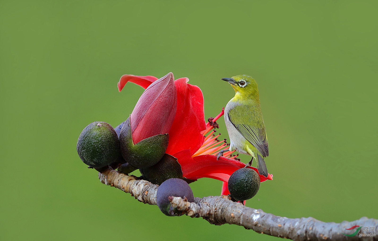 木棉花上的绣眼