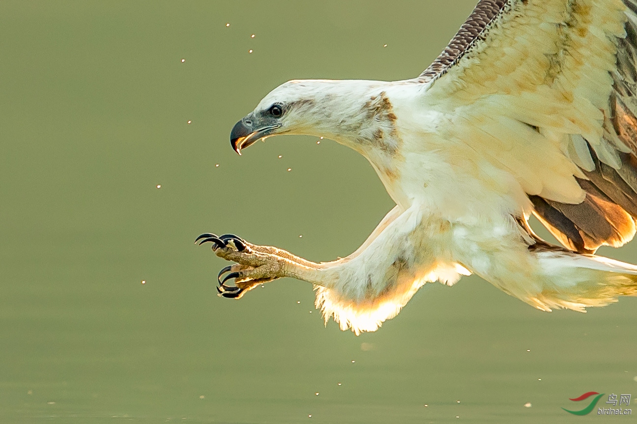 海雕伸爪 - 上海版 shanghai 鸟网