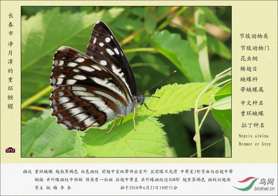 节肢动物系列 重环蛱蝶