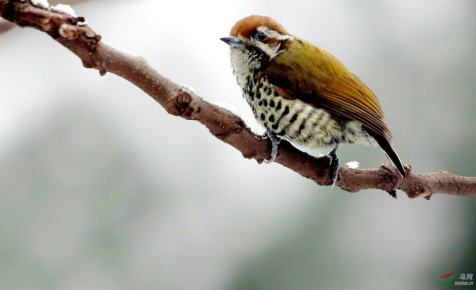 �߼���ľ��