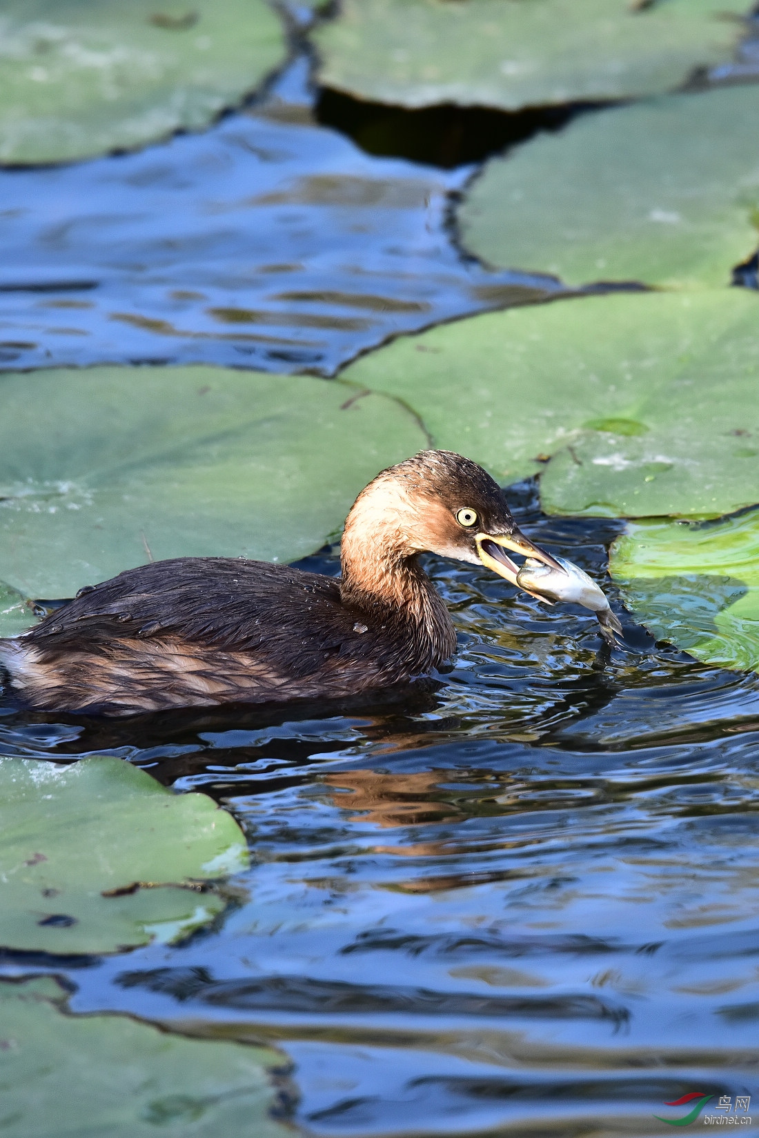 DSC_1136.JPG