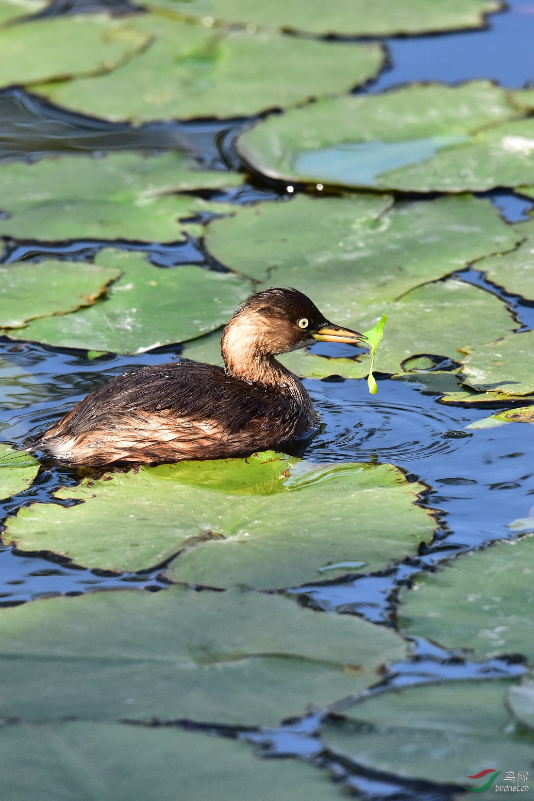 水下芭蕾 (水葫芦与油葫芦) - 第116页 - 福建版 fujian 鸟网