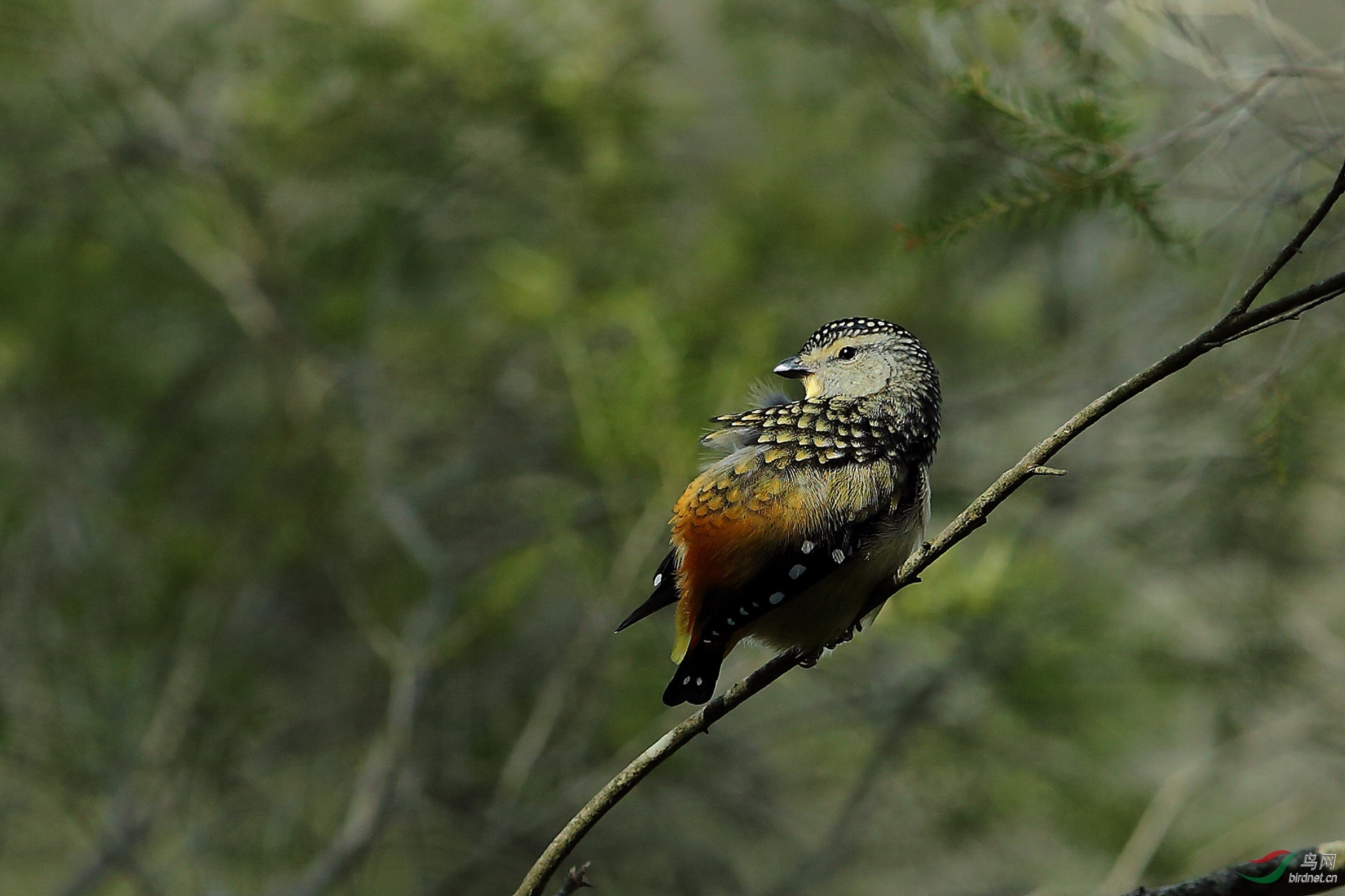 钻石鸟 - 青海版 qinghai 鸟网