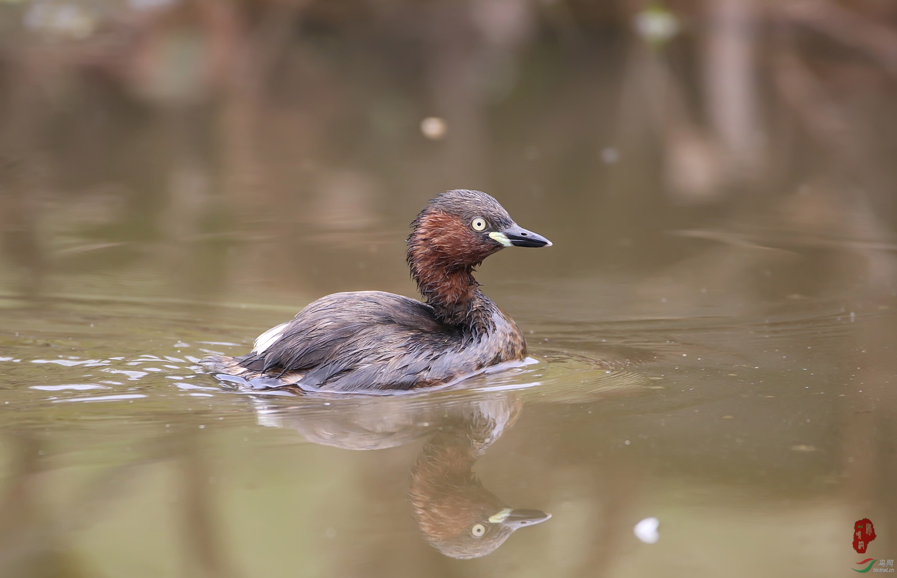 小pt - 四川版 sichuan 鸟网