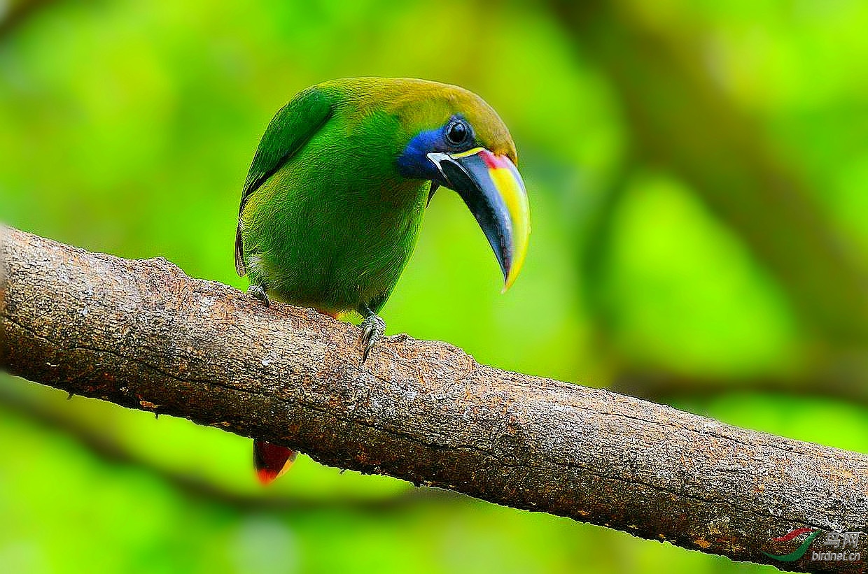 绿巨嘴鸟 【沮丧】