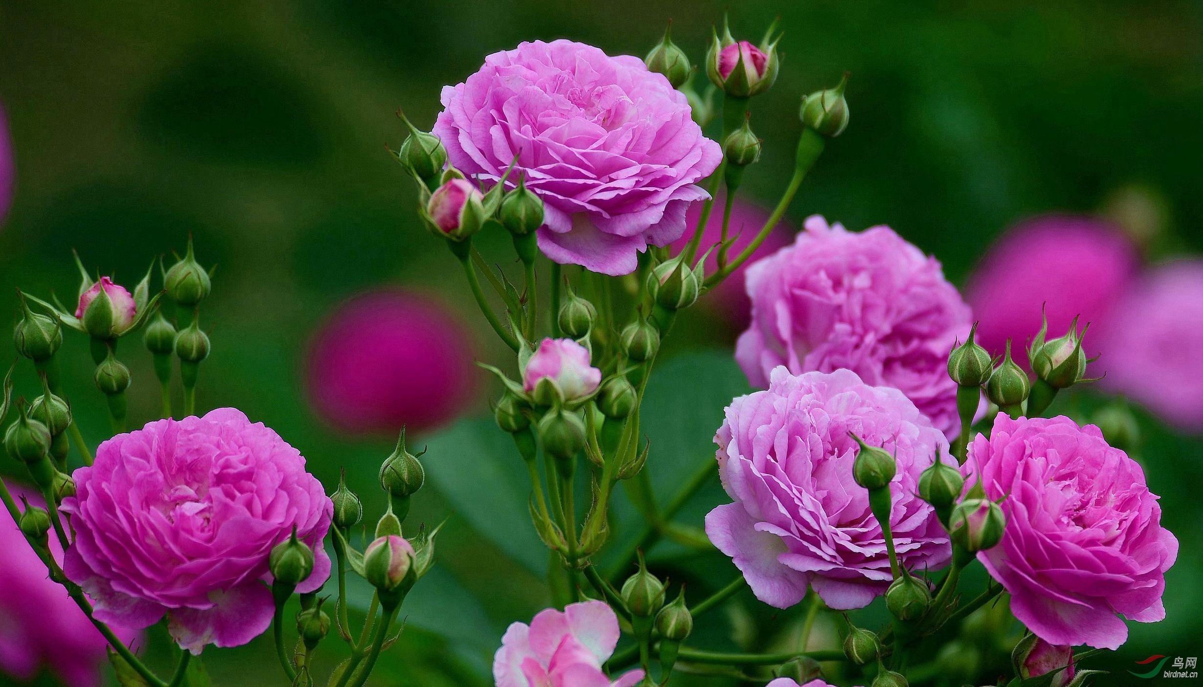 蔷薇几月开(蔷薇几月开花一直开到几月)