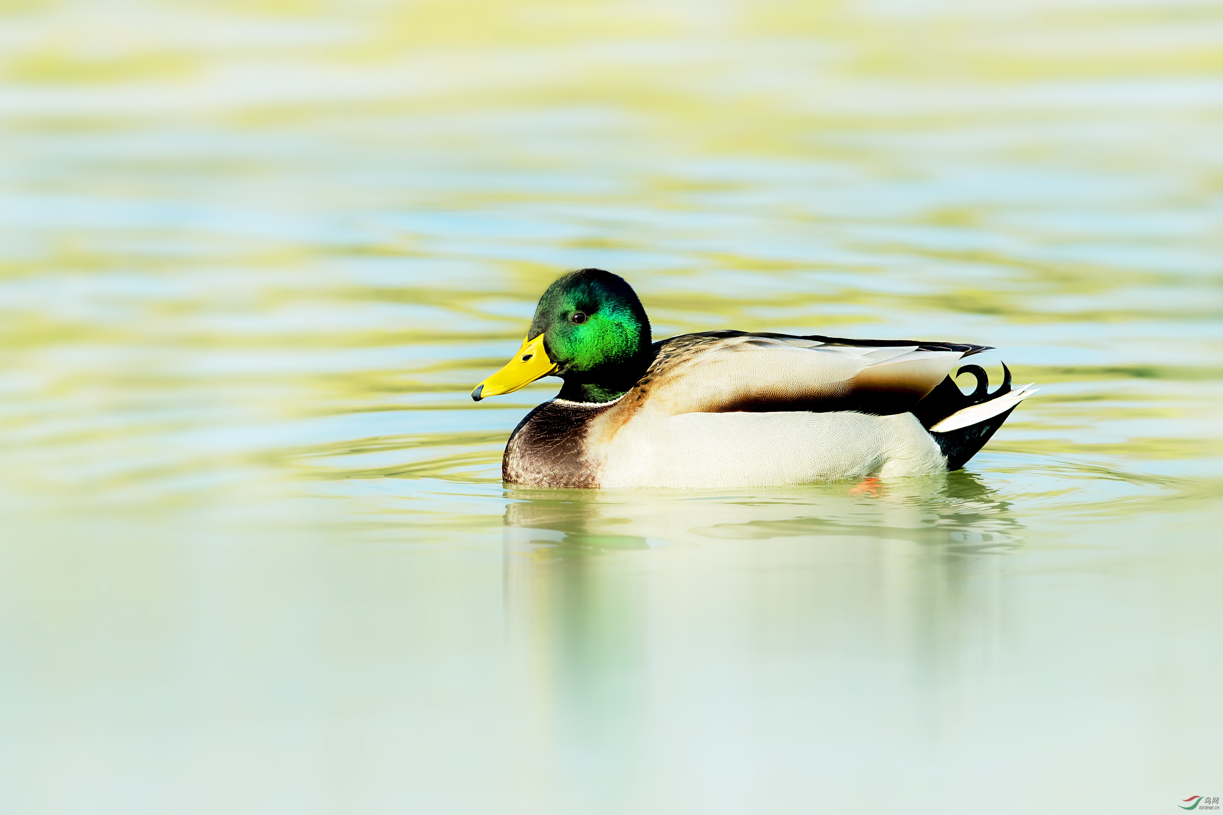 不同时期不同环境不同光线下的绿头鸭