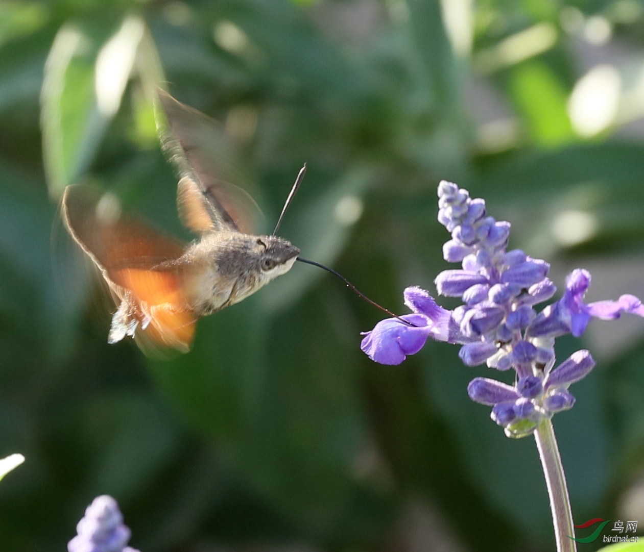 蜂鳥鷹蛾