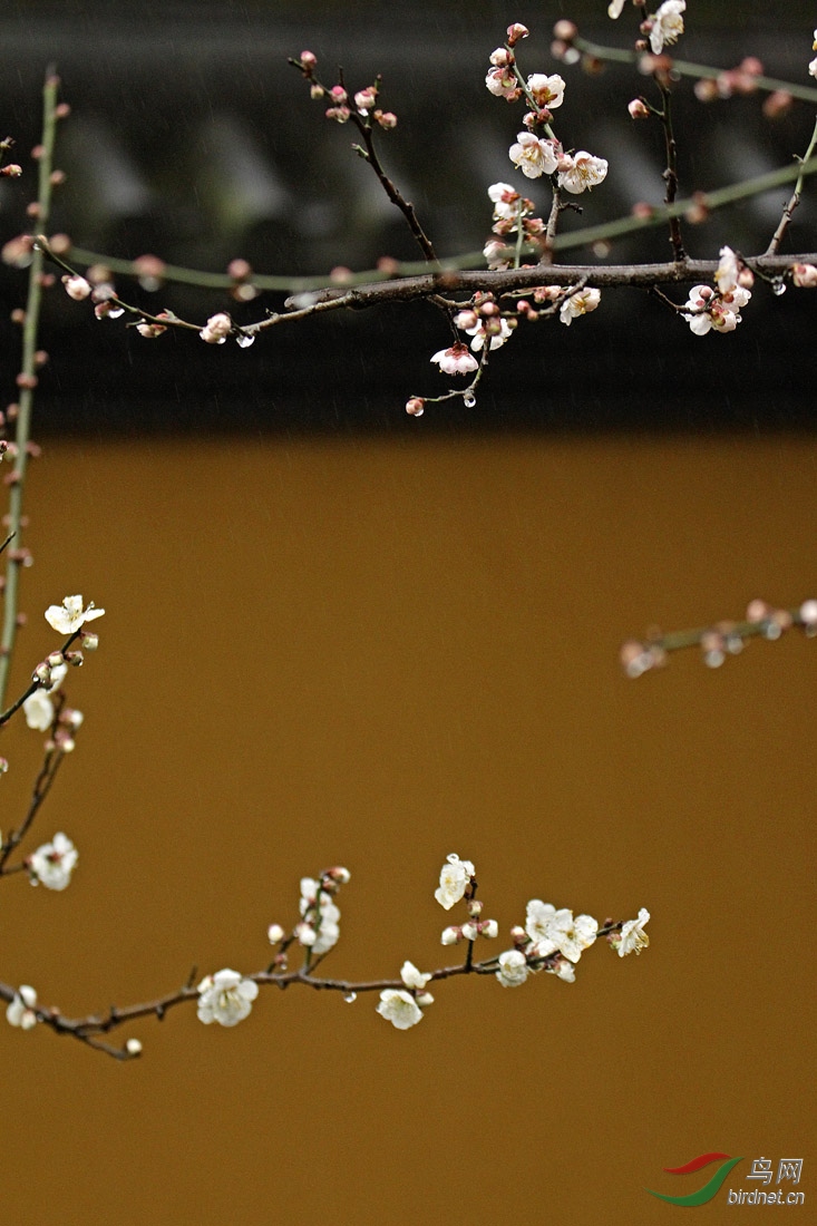 寺院禅意雨中梅分享 - 地理风光版 鸟网