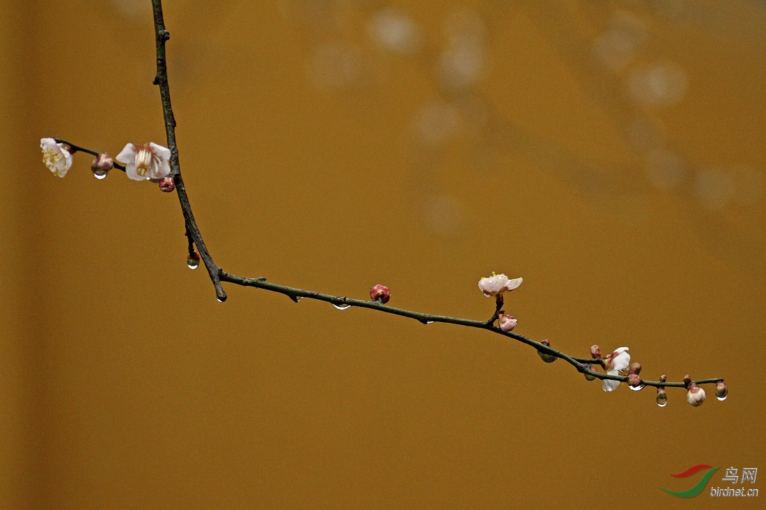 寺院禅意雨中梅分享 - 地理风光版 鸟网