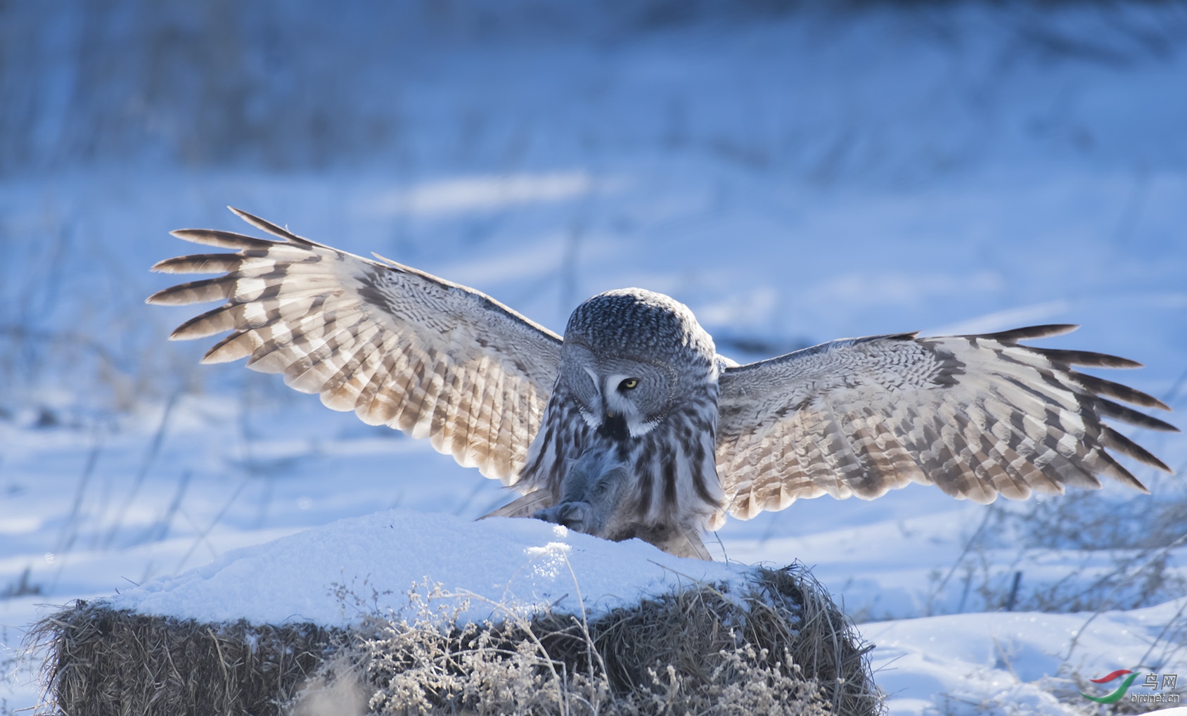 �������^����ʳ