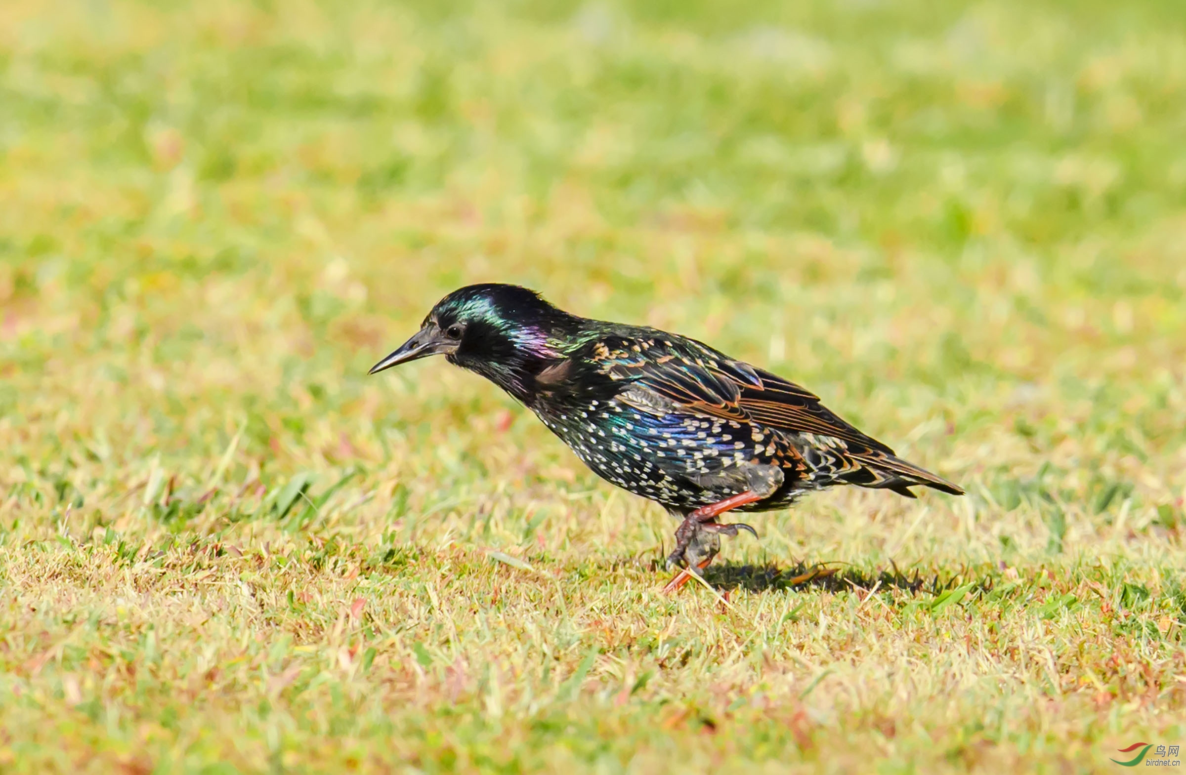 紫翅椋鸟 - 广西版 guangxi 鸟网