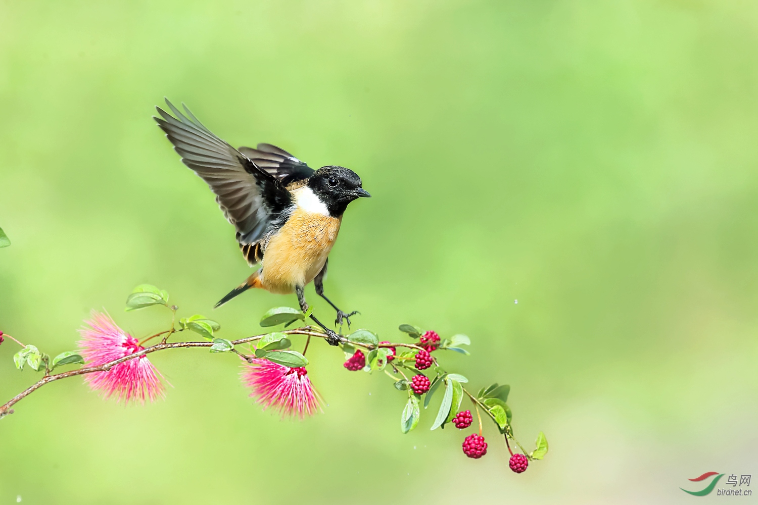 林鸟踏枝落下黑喉石鵖
