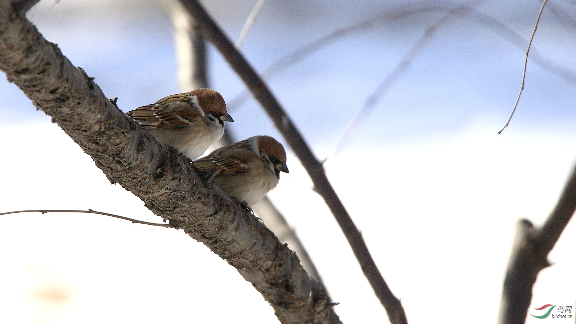 麻雀- 林鸟版 鸟网